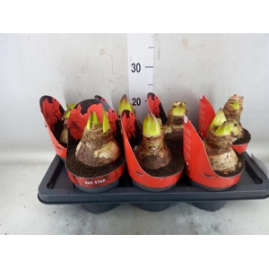 Hippeastrum GA 'Red Star'