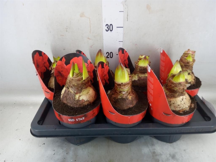 <h4>Hippeastrum GA 'Red Star'</h4>