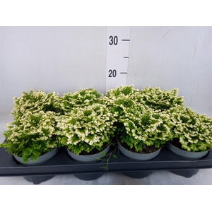 Selaginella martensii 'Jori'