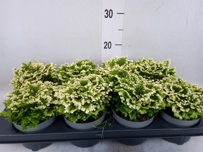 <h4>Selaginella martensii 'Jori'</h4>