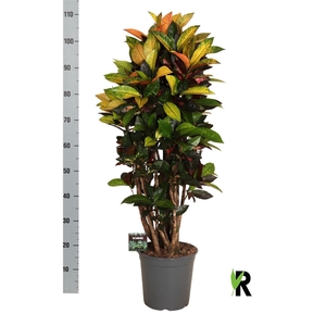 Codiaeum var. KL 'Mrs Iceton'