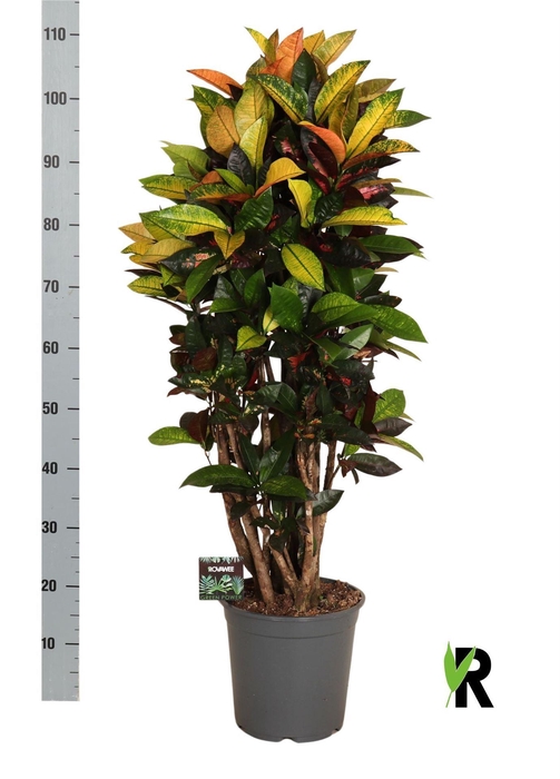 <h4>Codiaeum var. KL 'Mrs Iceton'</h4>