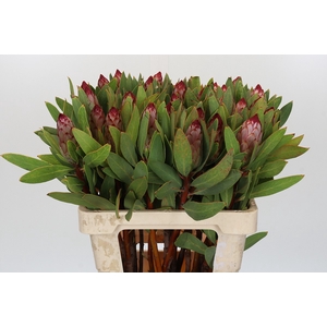 Protea Robijn