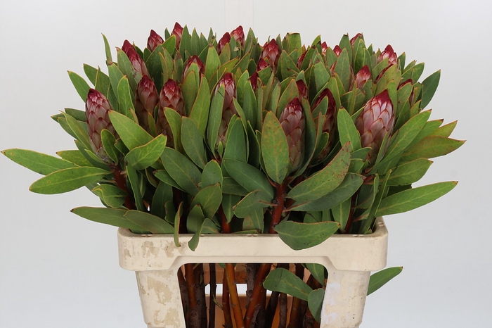 <h4>Protea Robijn</h4>