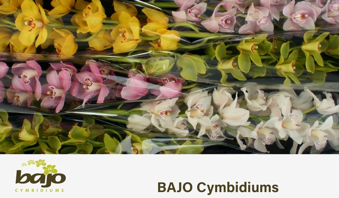 <h4>CYMB T GEM</h4>