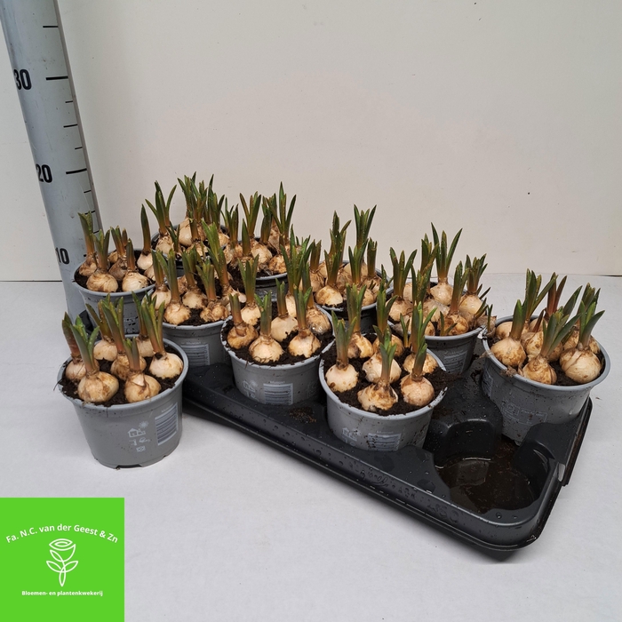 <h4>MUSCAR BIG SMILE</h4>