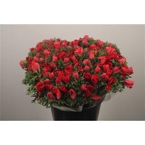 Anemone Fr. Red