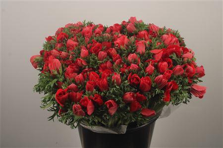 <h4>Anemone Fr. Red</h4>