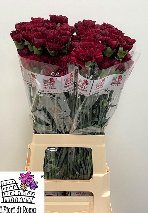 <h4>DI ST GRACE</h4>