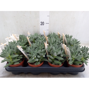 Crassula  'Tarantula'