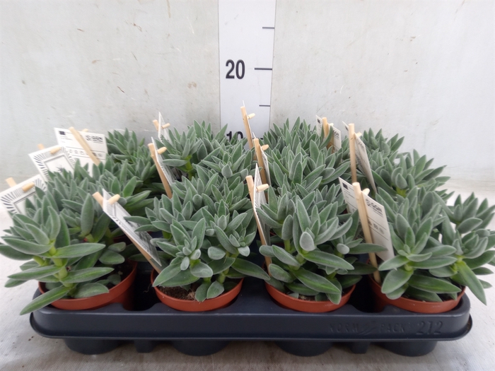 <h4>Crassula  'Tarantula'</h4>
