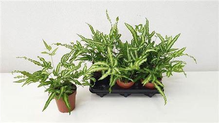 <h4>Pteris Albolineata</h4>