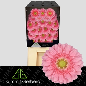 Germini Juna Diamond