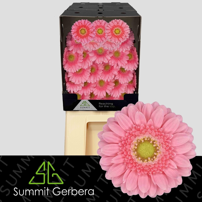 <h4>Germini Juna Diamond</h4>