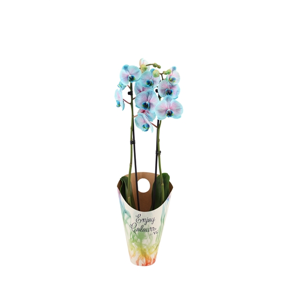 <h4>Enjoy Potcover Phal I Am Bubblegum 2T14+</h4>