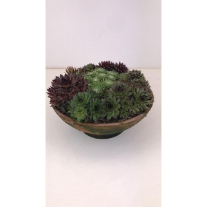 Sempervivum mix in stenen schalen
