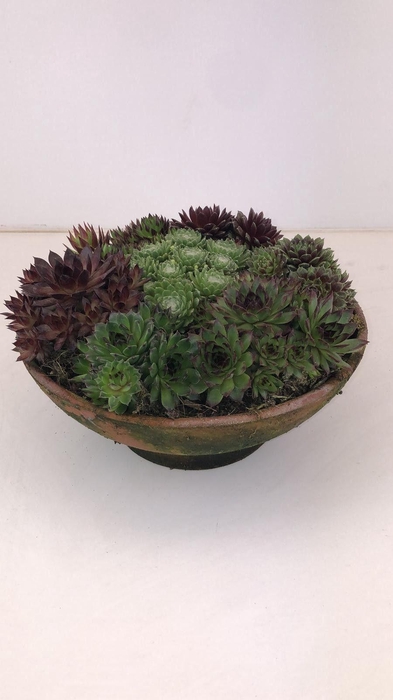 <h4>Sempervivum mix in stenen schalen</h4>
