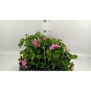 Pelargonium pelt. 'Balkon Roze'