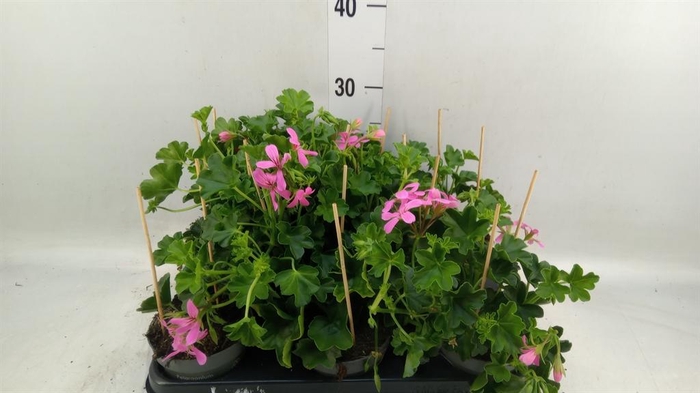 <h4>Pelargonium pelt. 'Balkon Roze'</h4>