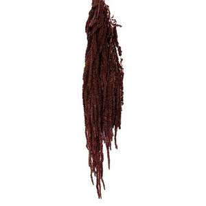 Amaranthus mocha cocoa
