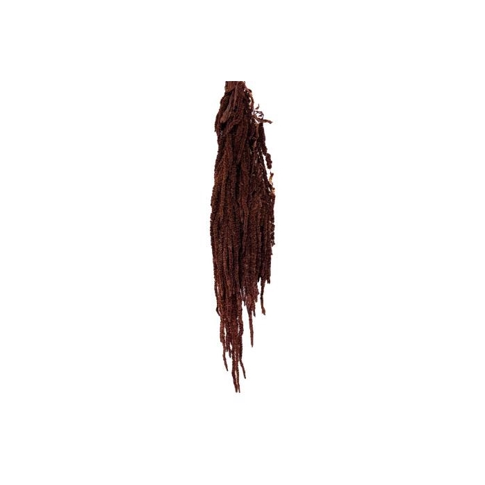 <h4>Amaranthus mocha cocoa</h4>