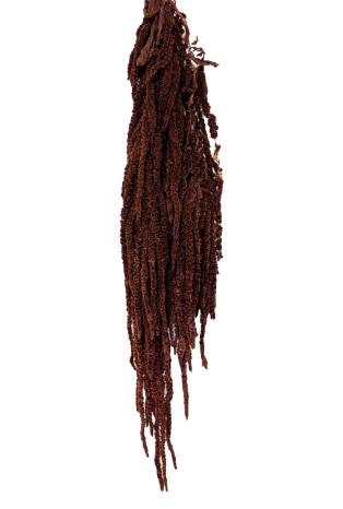 <h4>Amaranthus mocha cocoa</h4>