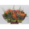 BQ Nutans Cordifolium SFB