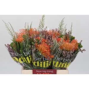 BQ Nutans Cordifolium SFB