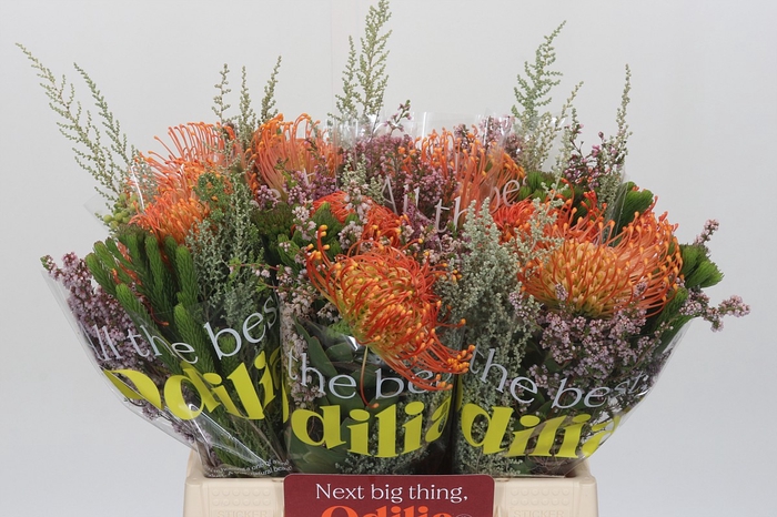 <h4>BQ Nutans Cordifolium SFB</h4>