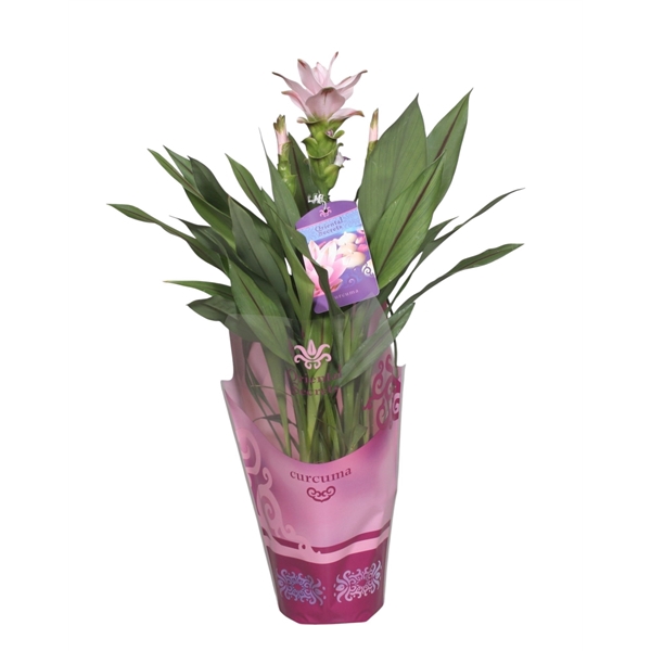 <h4>Curcuma Swing in potcover</h4>