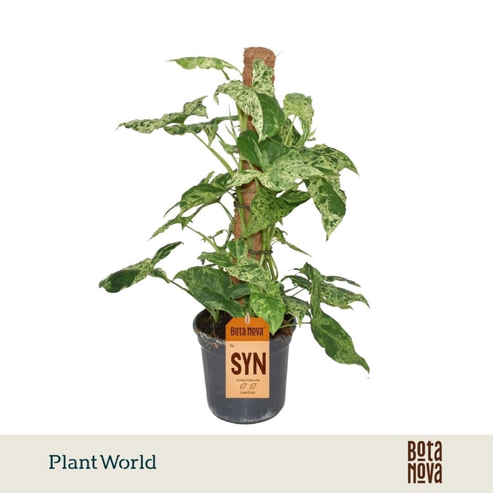<h4>Syngonium Mottled Mosstok</h4>
