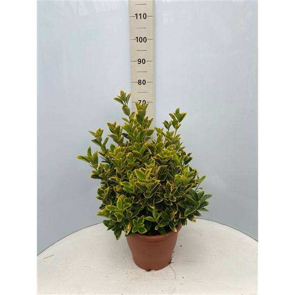 <h4>Euonymus aurea</h4>