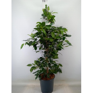 Ficus benja. 'Danielle'