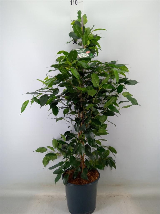 <h4>Ficus benja. 'Danielle'</h4>