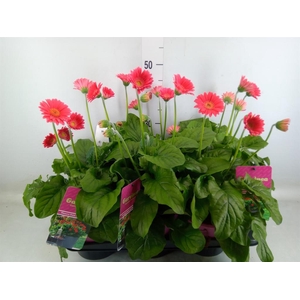 Gerbera  'Garvinea Sweet Heart'