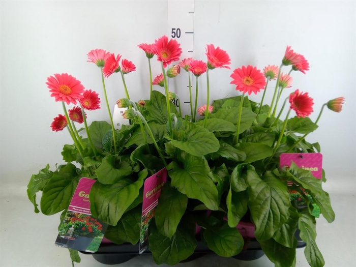 <h4>Gerbera  'Garvinea Sweet Heart'</h4>