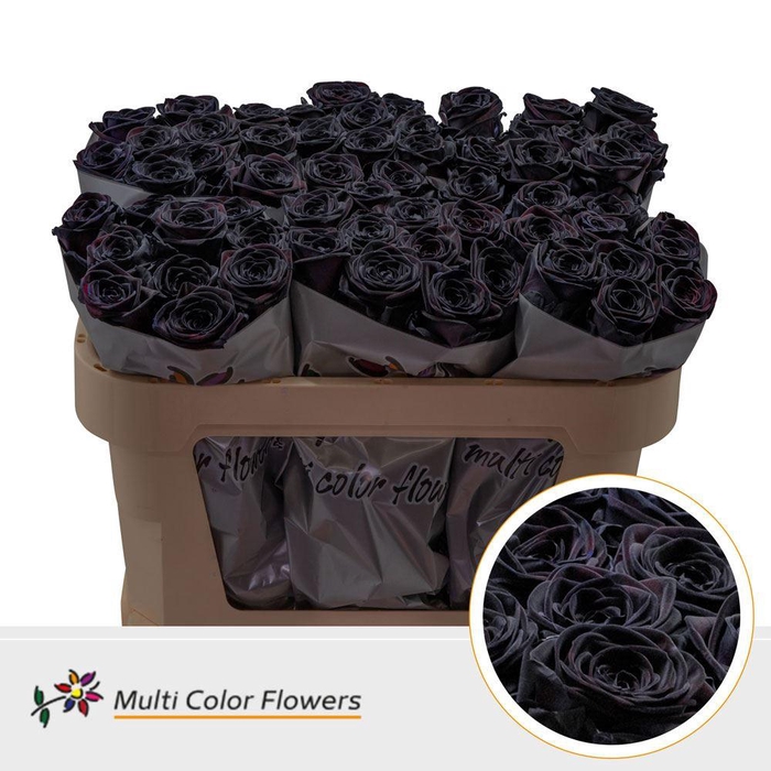 <h4>Rosa GR  ...colored  H%</h4>