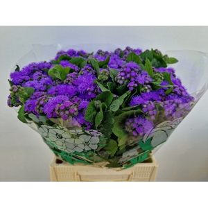 AGER H BLUE HORIZON