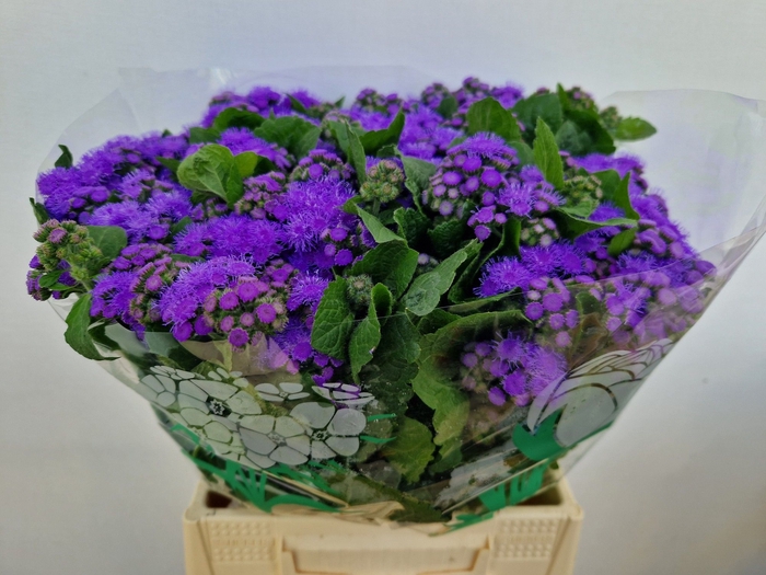 <h4>AGER H BLUE HORIZON</h4>