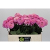 Dahlia Wizard of Oz