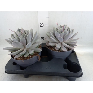 Pachyphytum  'Draco'