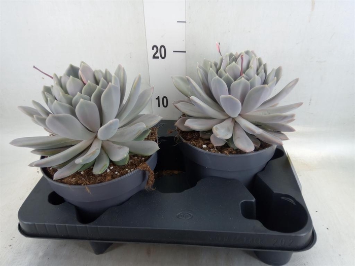 <h4>Pachyphytum  'Draco'</h4>