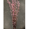 DRIED PALM SUN ROSA 6PP