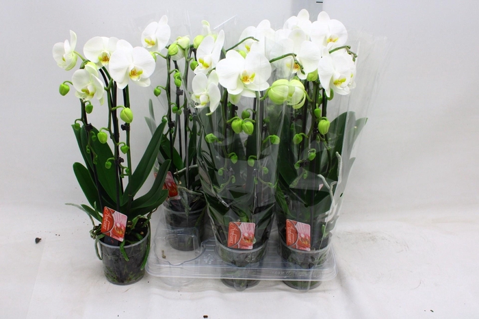 arr8 Phal El Cascade