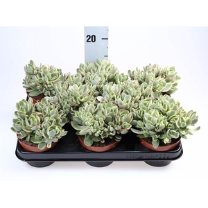 Crassula   ...