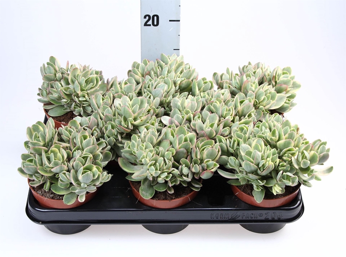<h4>Crassula   ...</h4>