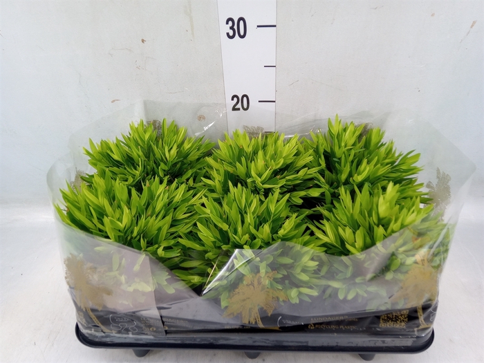 <h4>Pogonatherum  'Monica'</h4>