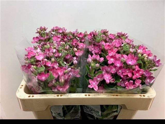 <h4>OXY CO PINK HARMONY</h4>