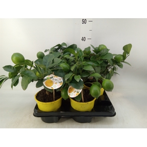 Citrus meyeri 'Meyer'