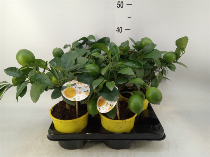 <h4>Citrus meyeri 'Meyer'</h4>